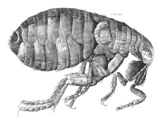 Robert Hooke's sketch of a flea